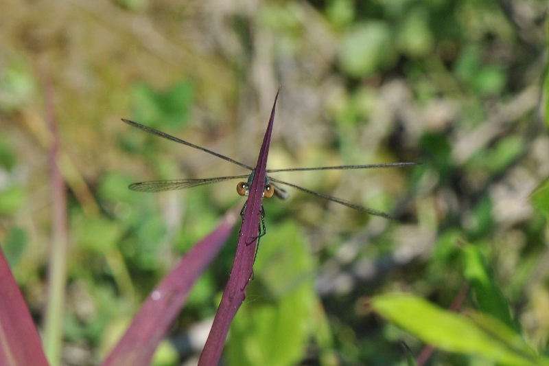 Lestes dryas e Anax imperator